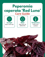 Red Luna Radiator Plant | Peperomia caperata 'Red Luna'