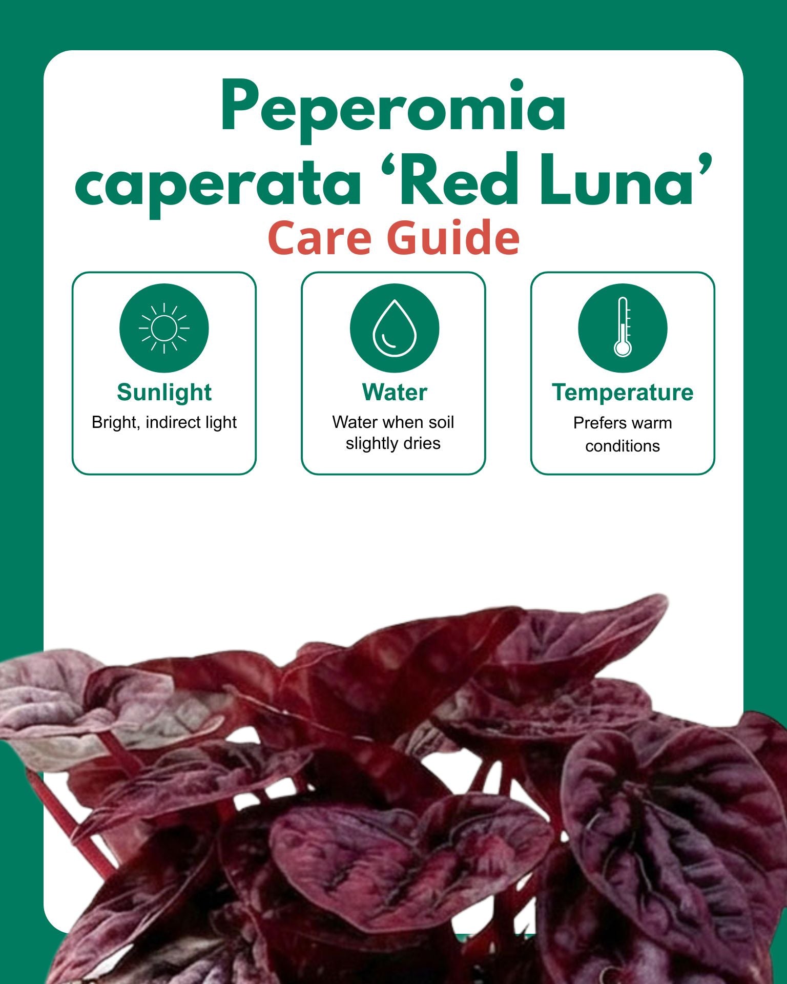 Red Luna Radiator Plant | Peperomia caperata 'Red Luna'