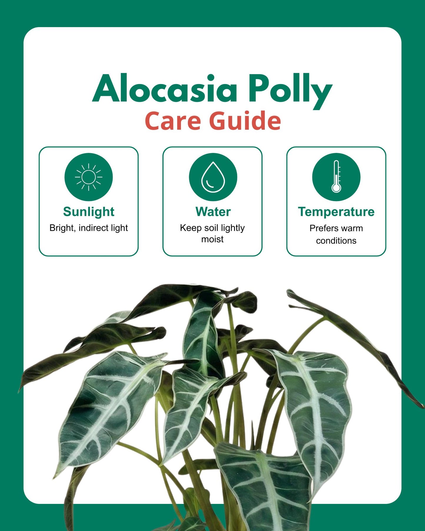 Alocasia Polly Plant