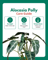 Alocasia Polly Plant