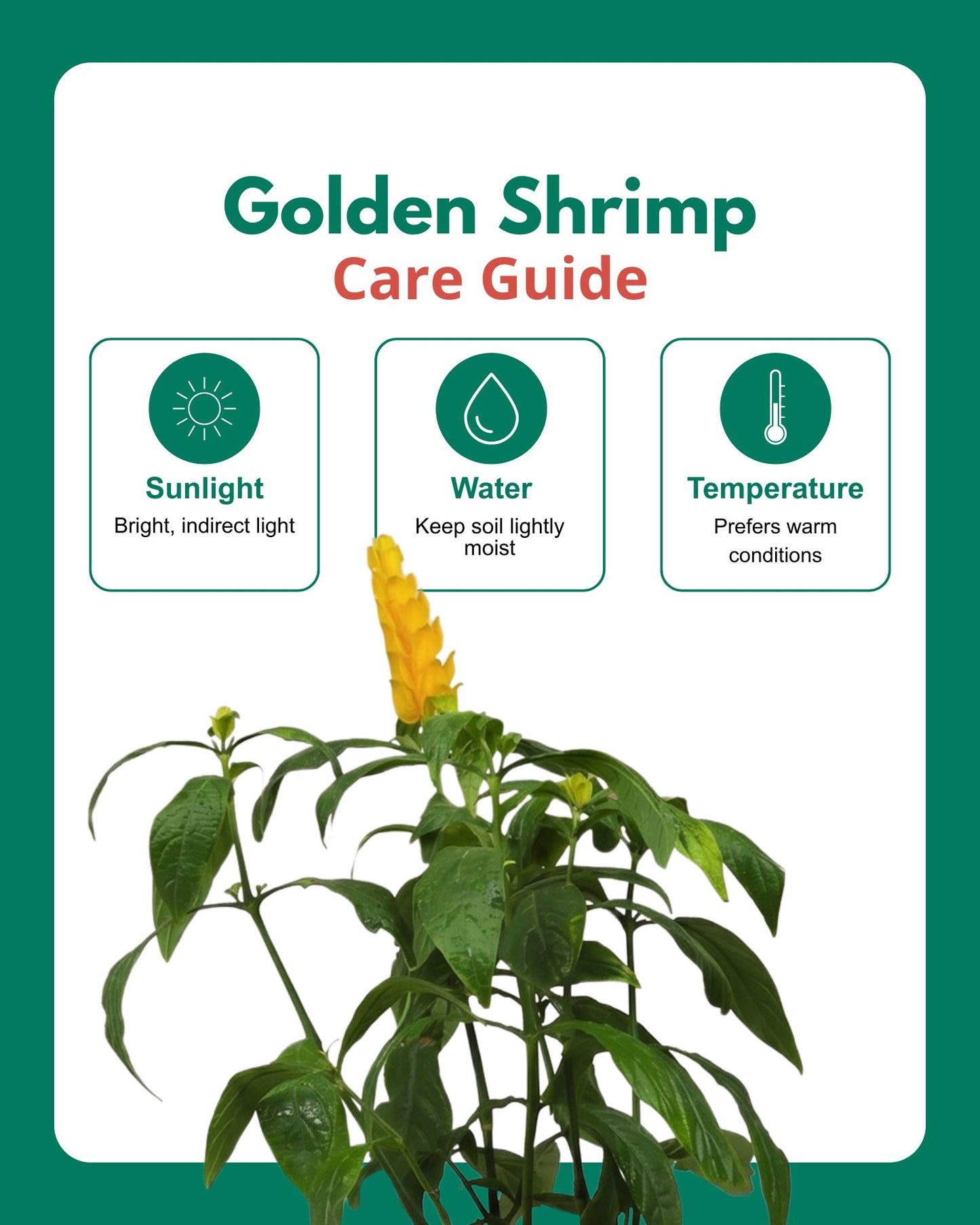 Golden Shrimp Plant