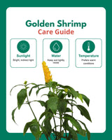 Golden Shrimp Plant