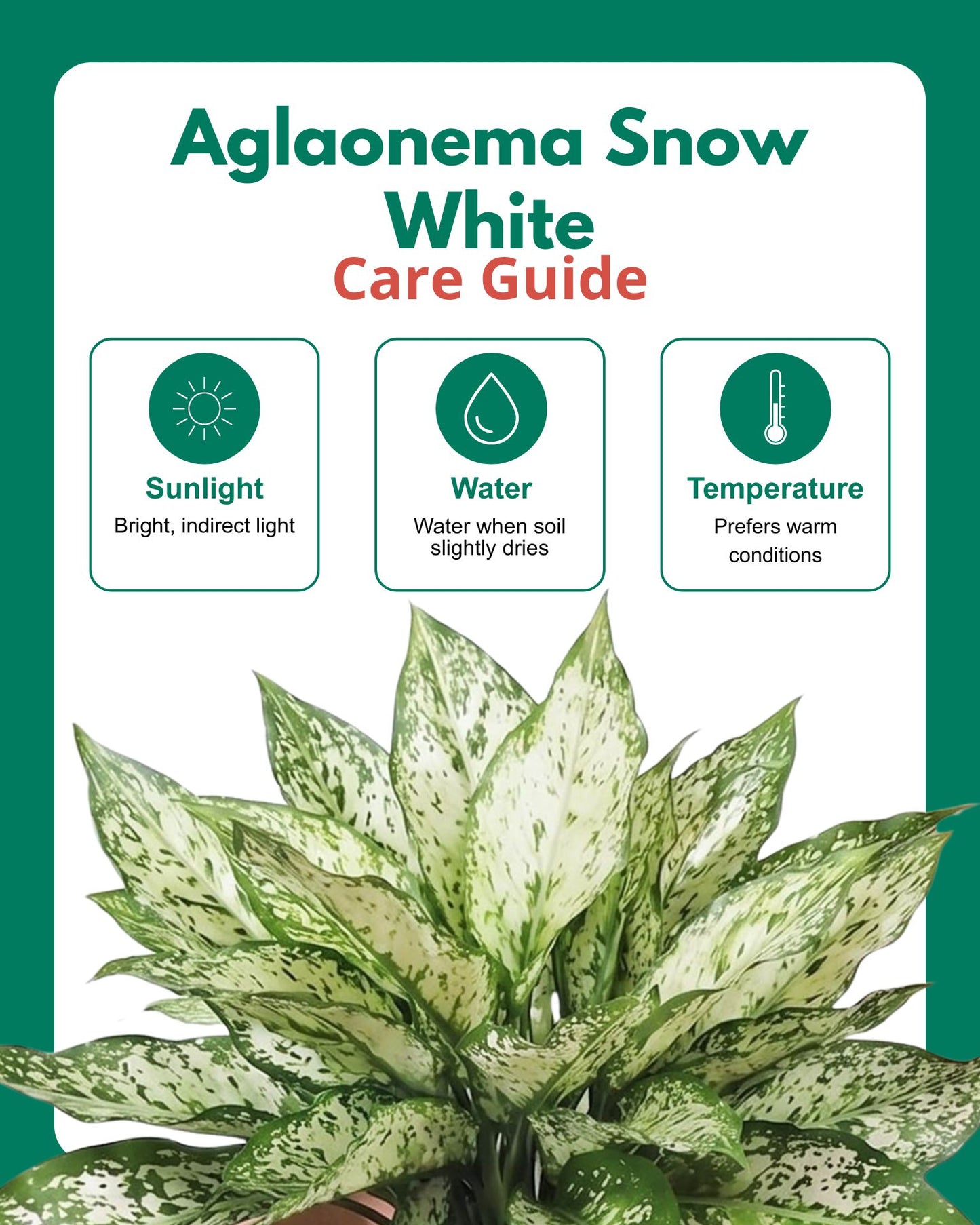 Aglaonema Snow White In Self Watering Pot