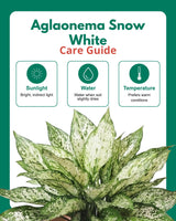Aglaonema Snow White In Self Watering Pot