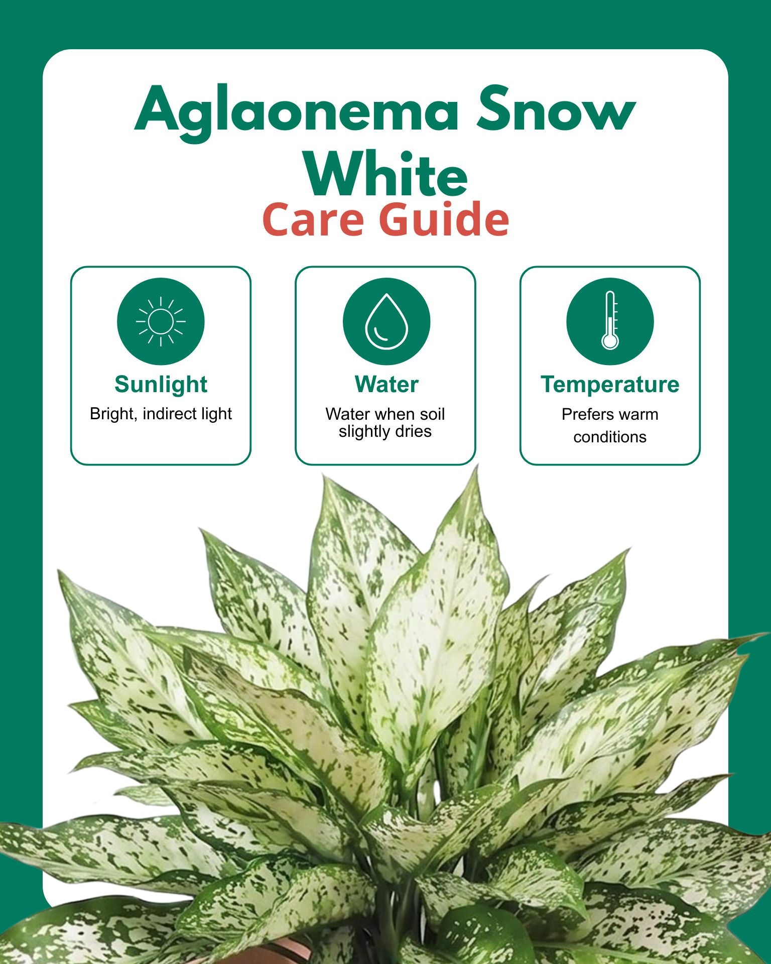 Aglaonema Snow White In Self Watering Pot