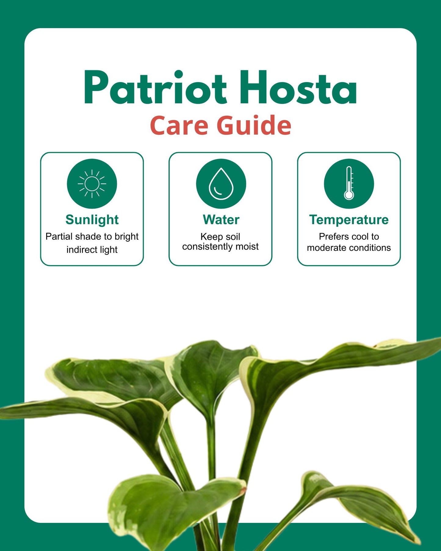 Patriot Hosta