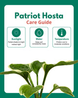 Patriot Hosta