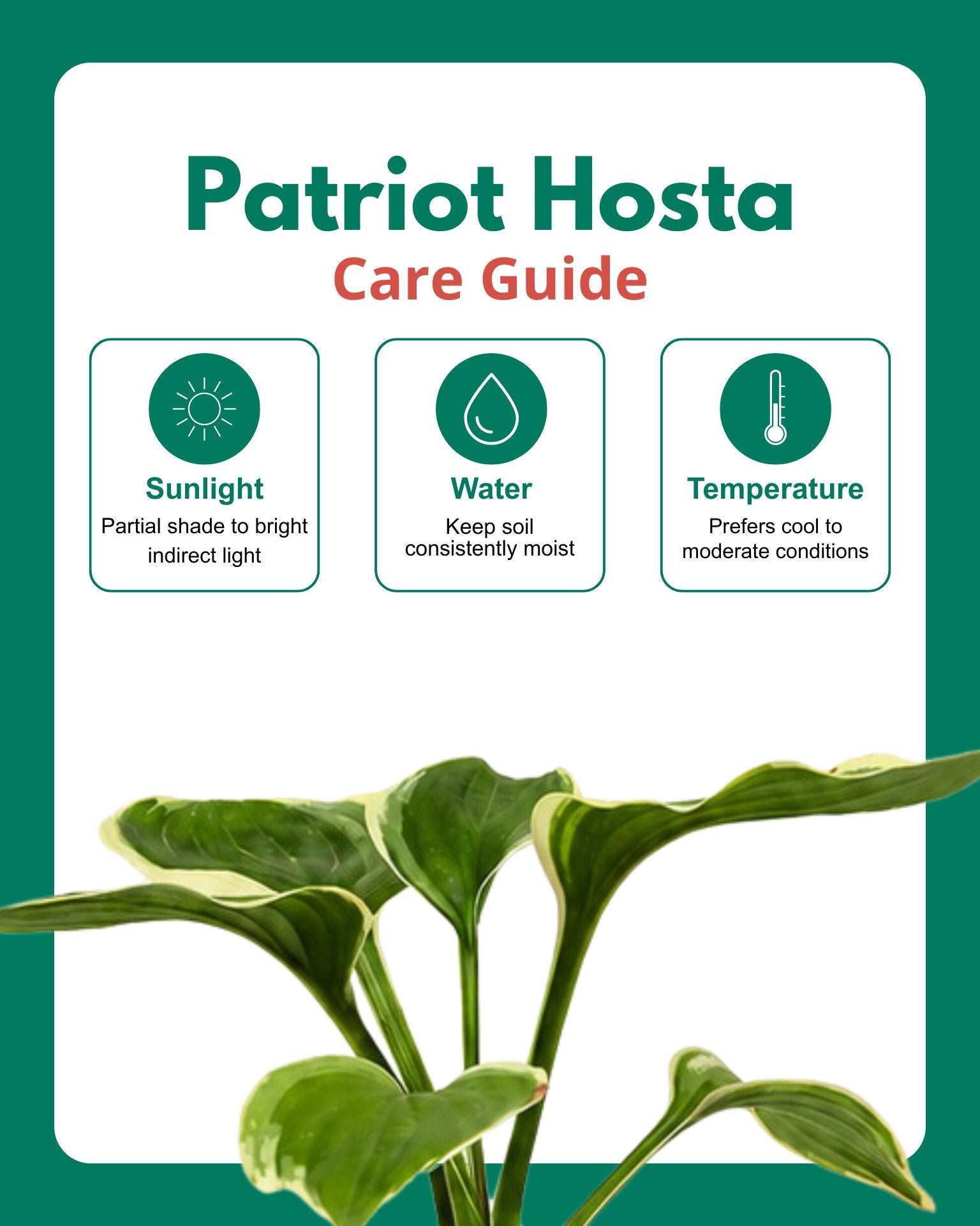 Patriot Hosta