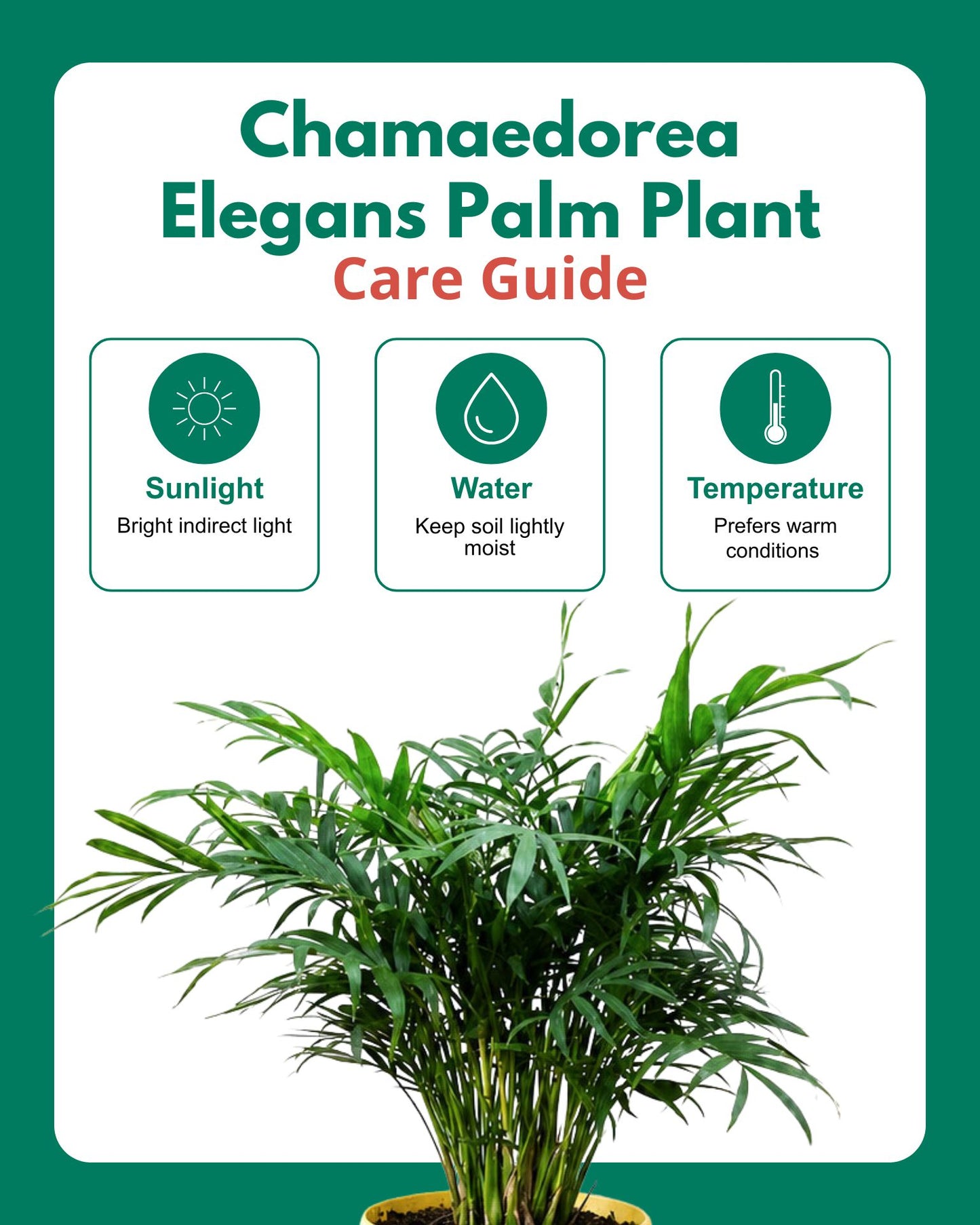Chamaedorea Elegans Palm Plant