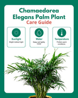Chamaedorea Elegans Palm Plant