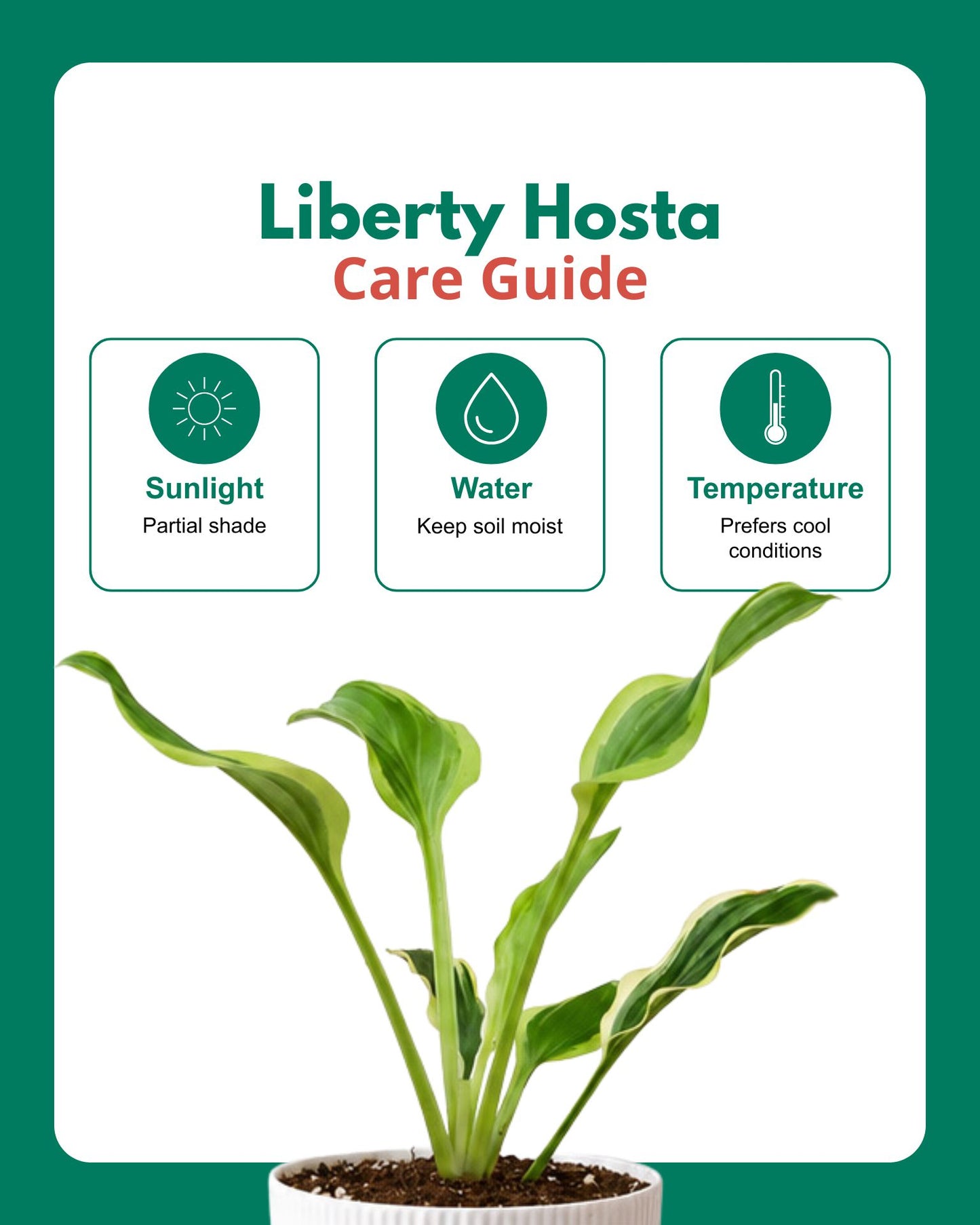 Liberty Hosta