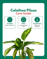 Calathea Pilosa