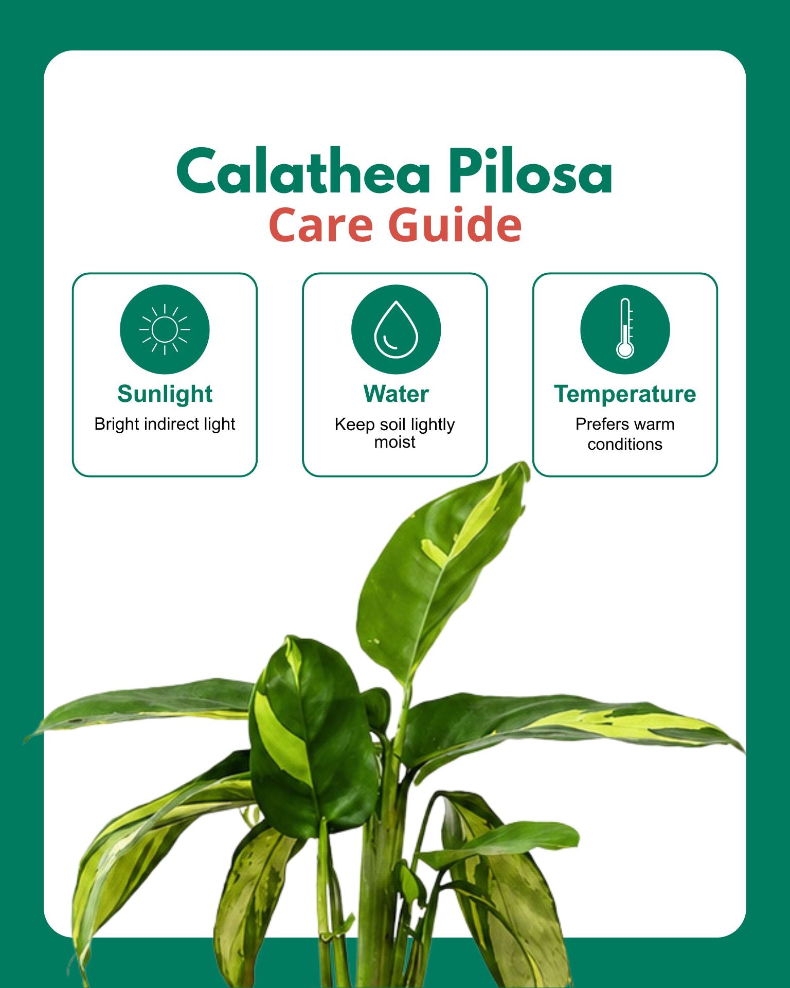 Calathea Pilosa