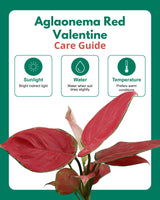 Aglaonema Red Valentine in Self Watering Planter