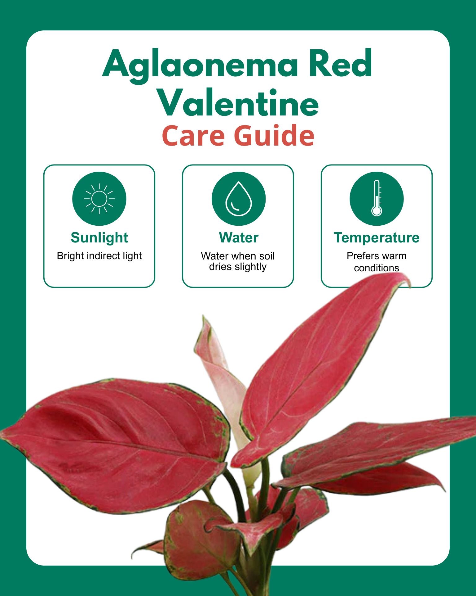 Aglaonema Red Valentine in Self Watering Planter