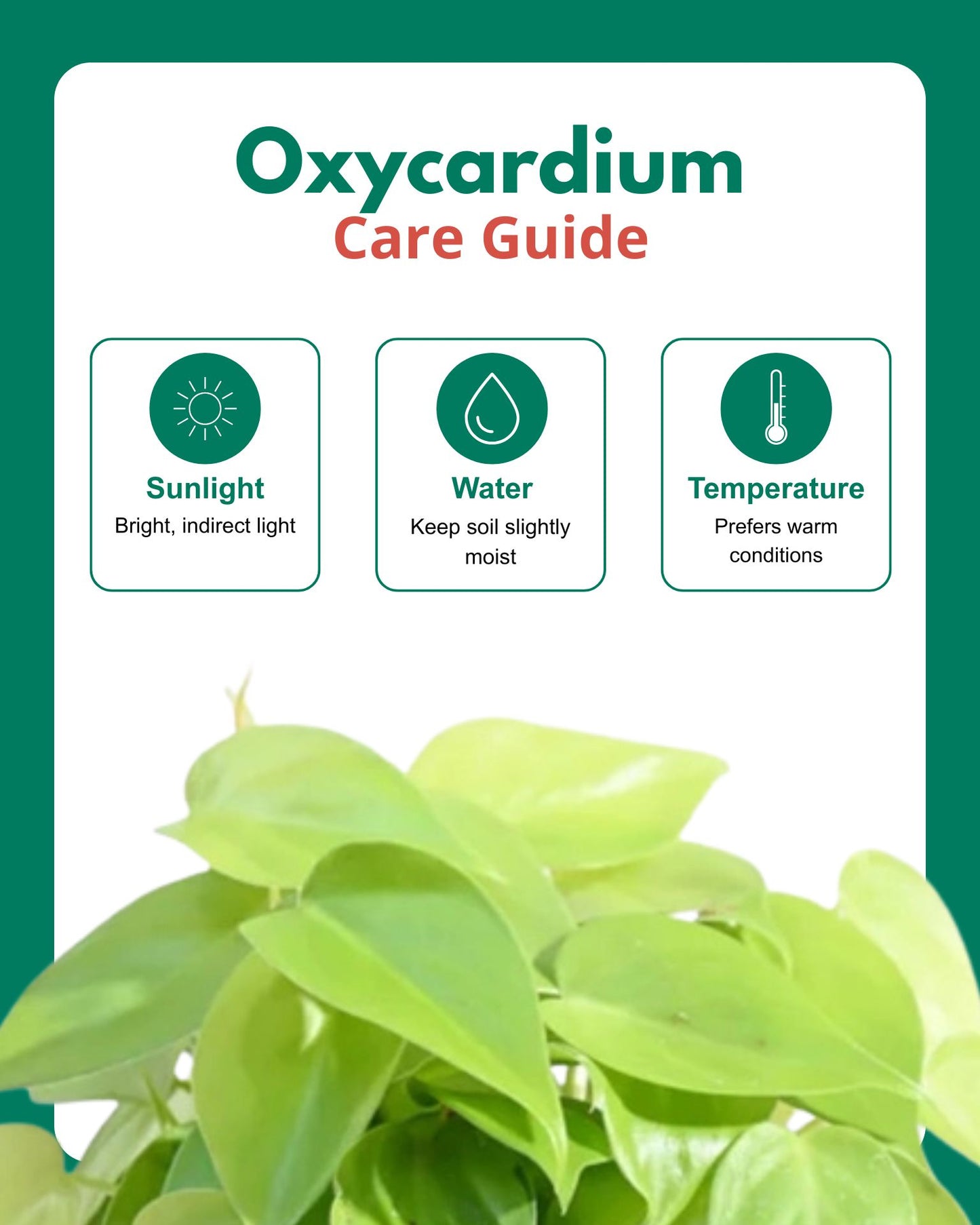Oxycardium Golden in Hanging Basket