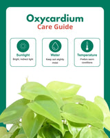 Oxycardium Golden in Hanging Basket