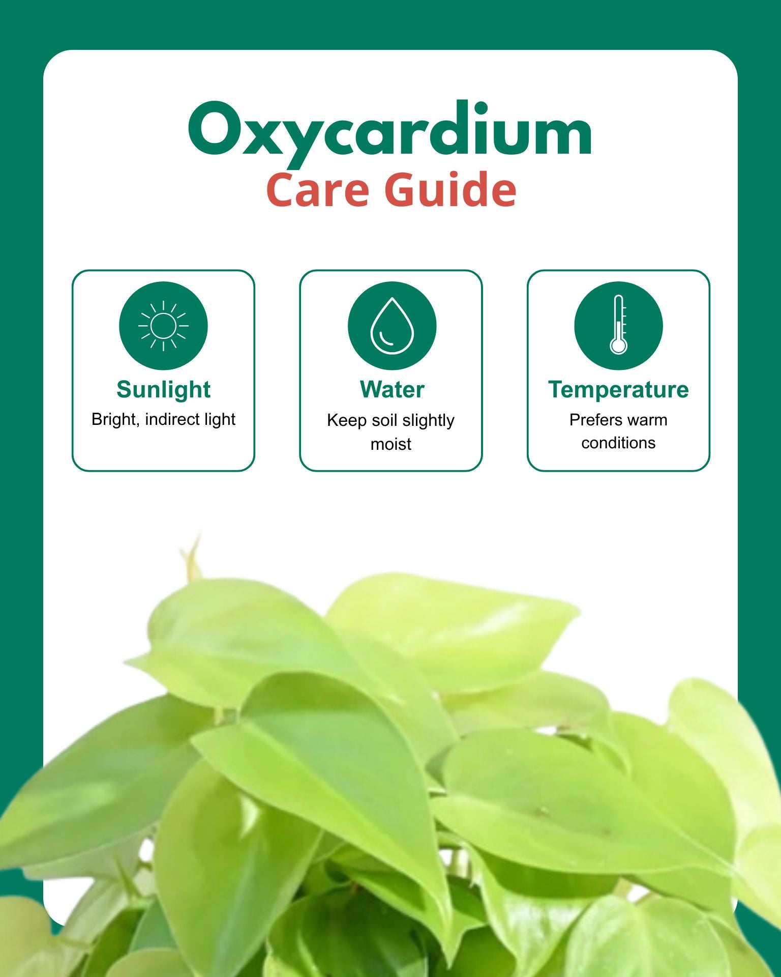 Oxycardium Golden in Hanging Basket