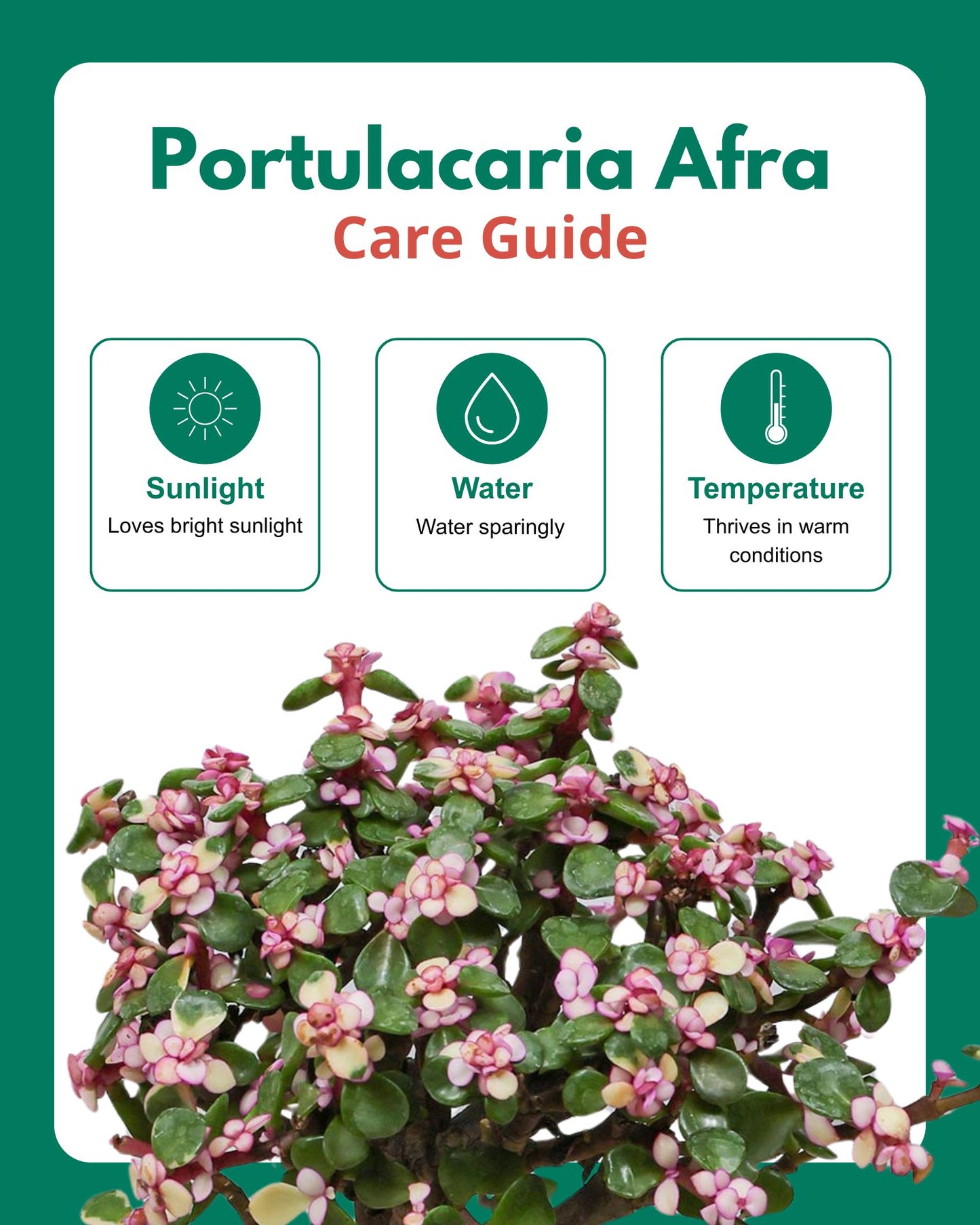Portulacaria afra Plant