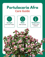 Portulacaria afra Plant