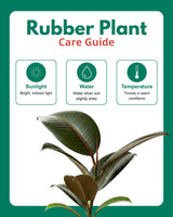 Rubber Plant