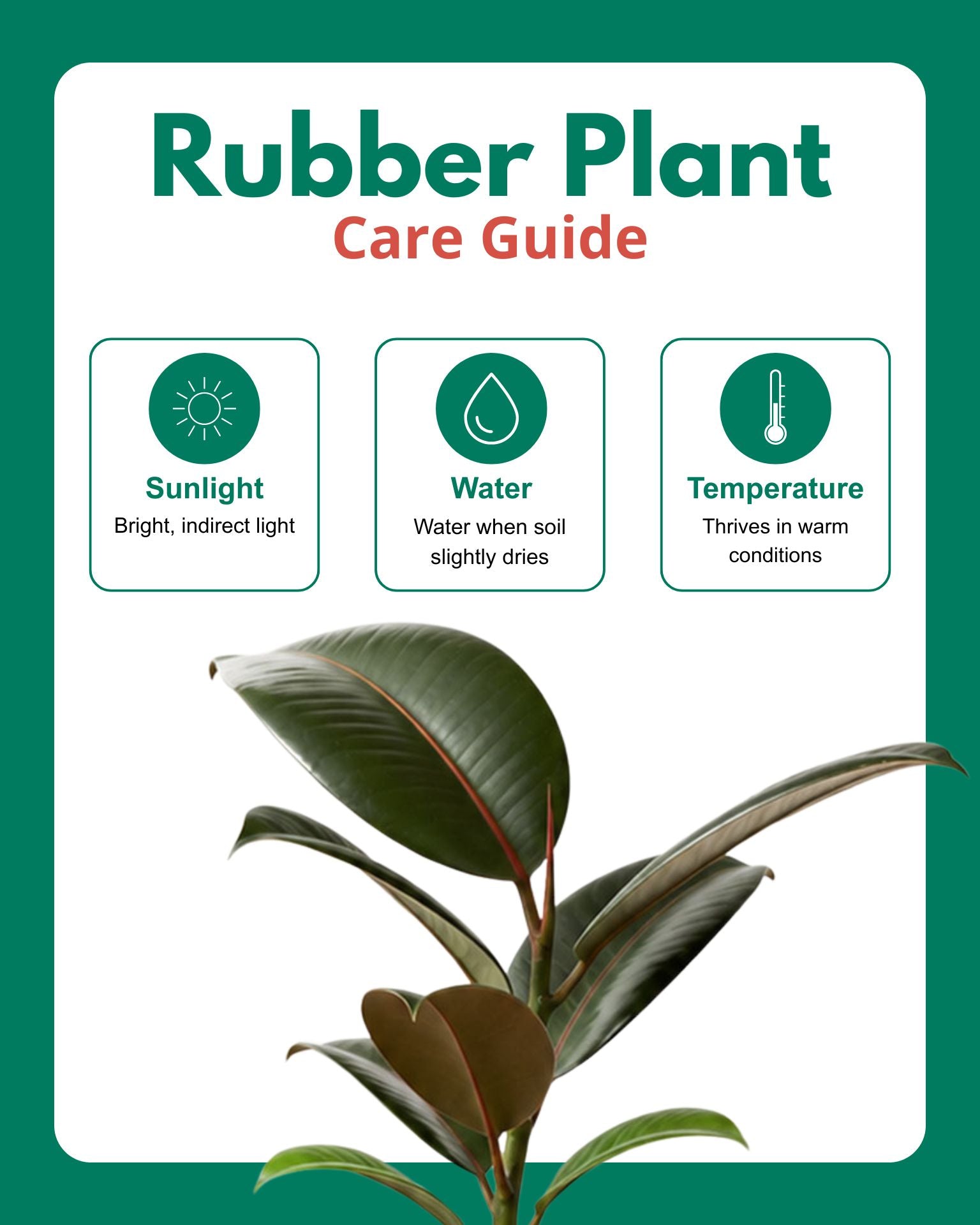 Rubber Plant