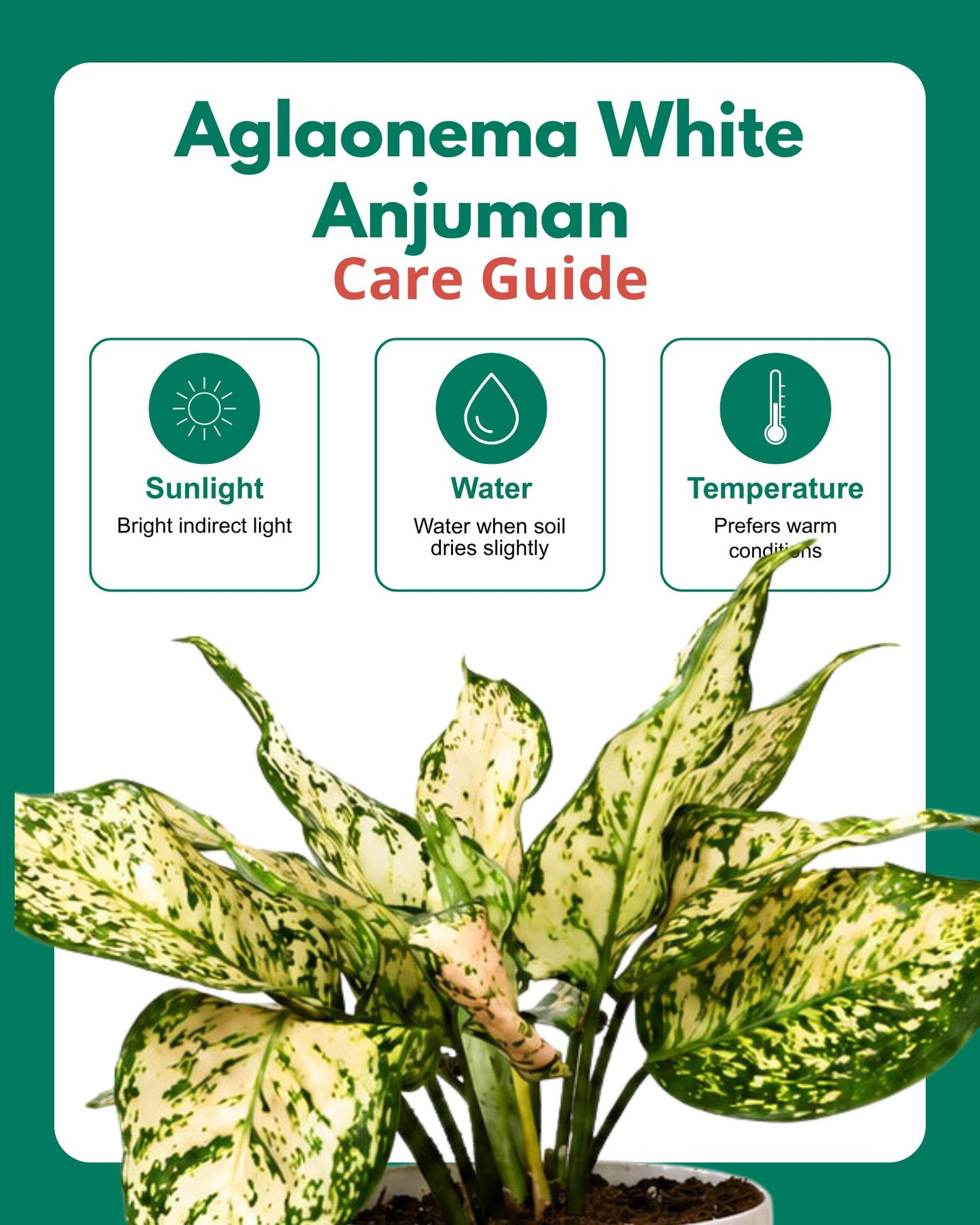Aglaonema White Anjuman