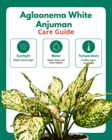 Aglaonema White Anjuman