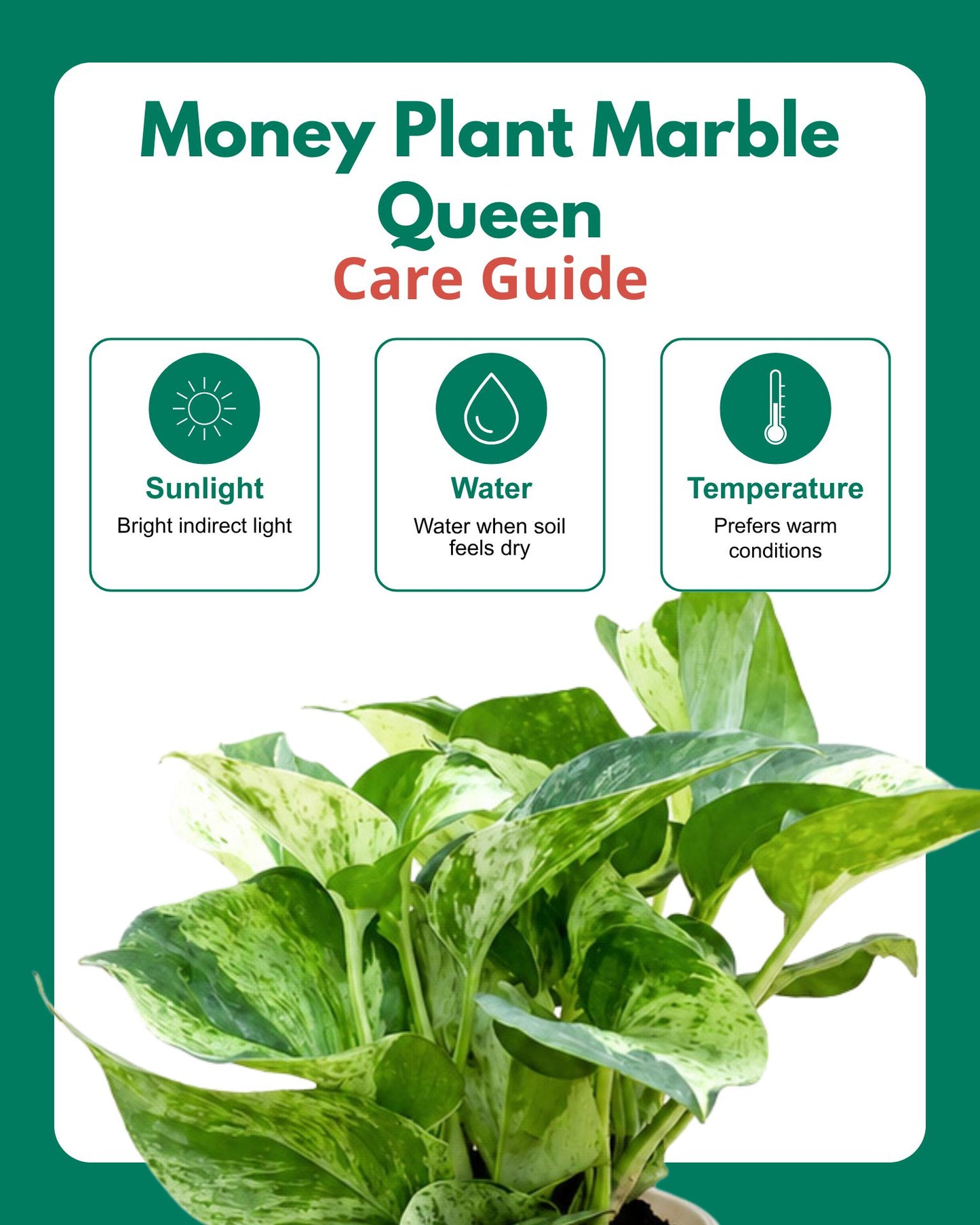 Money Plant Marble Queen