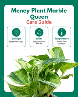 Money Plant Marble Queen