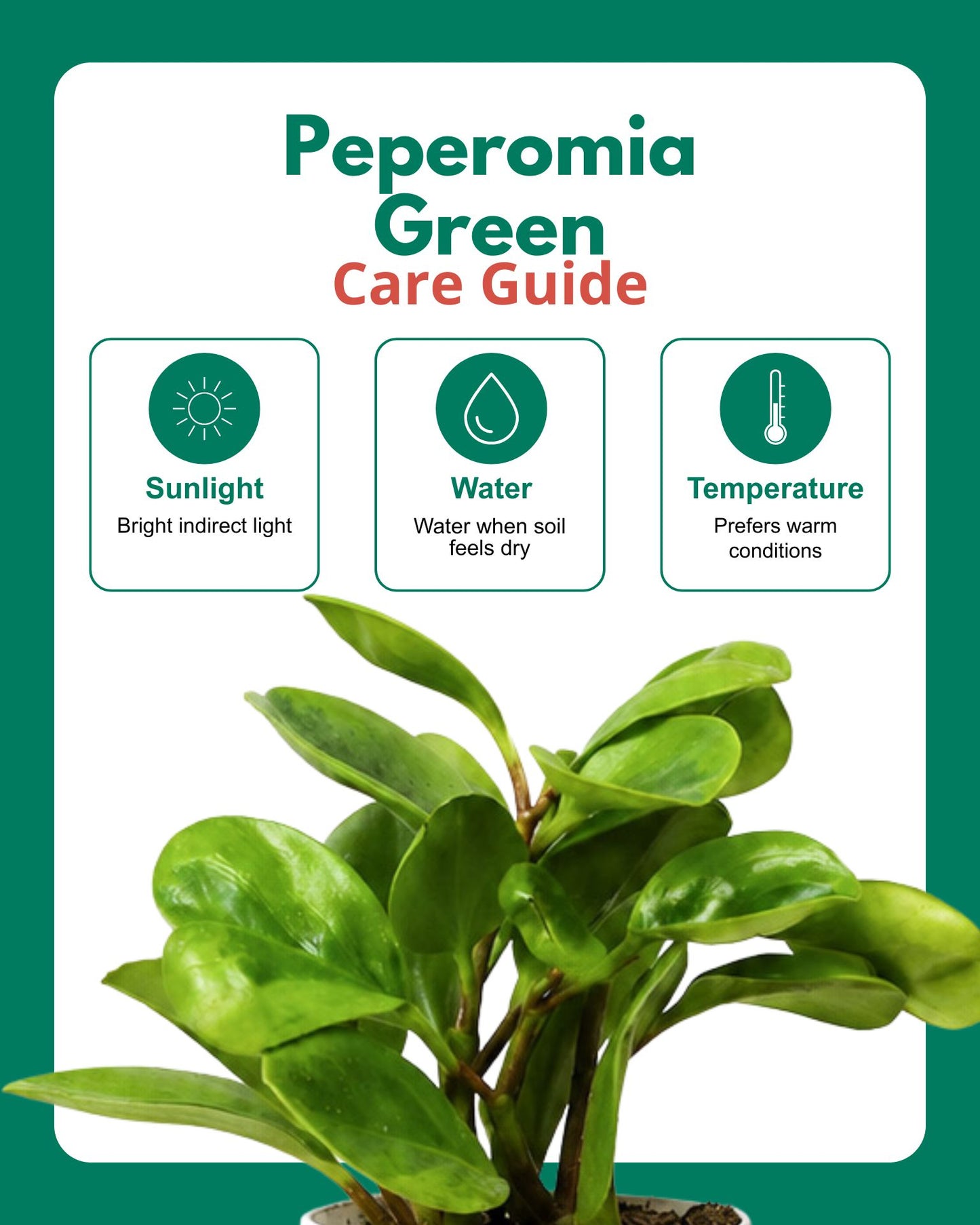 Peperomia Green Plant