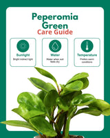 Peperomia Green Plant