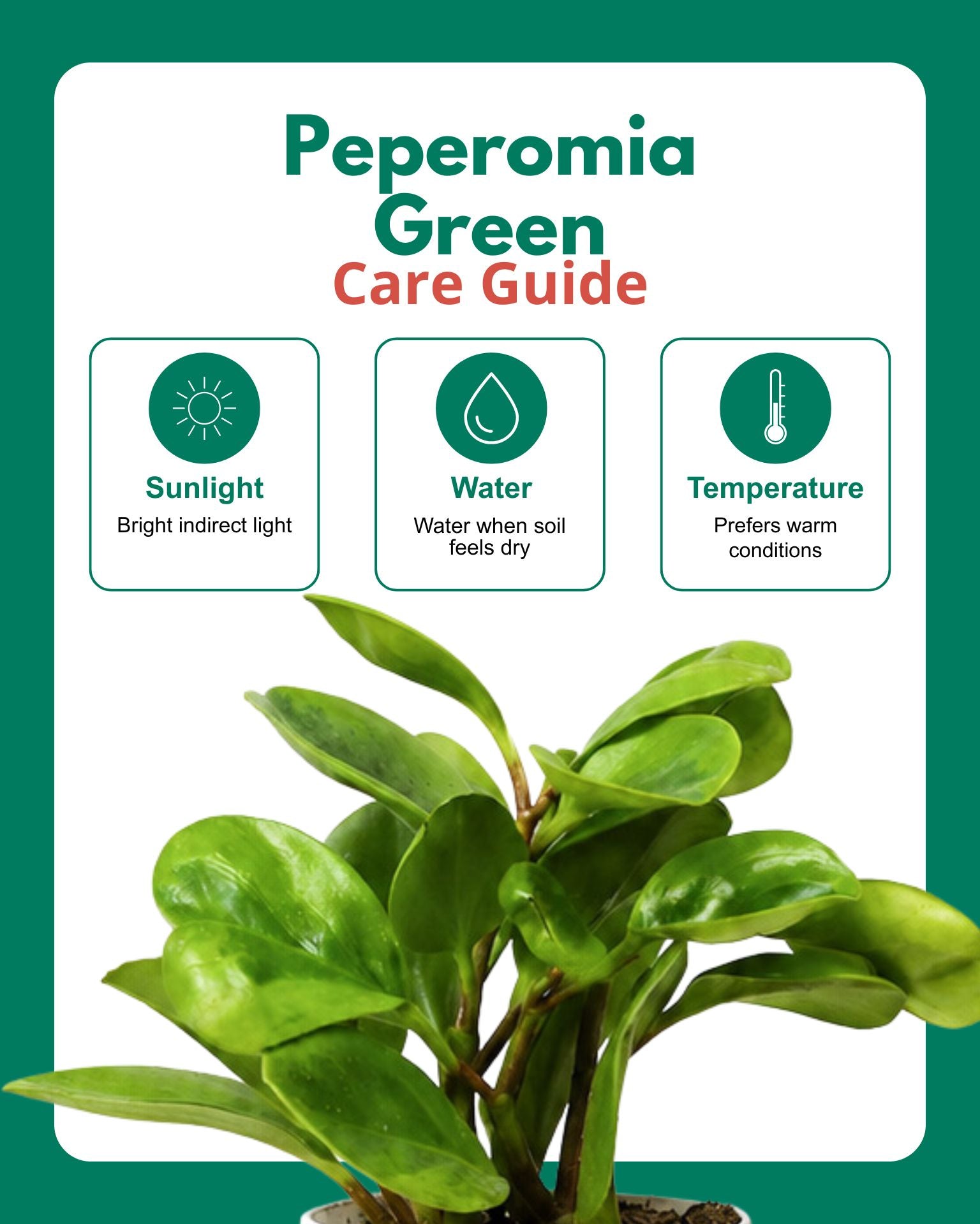 Peperomia Green Plant