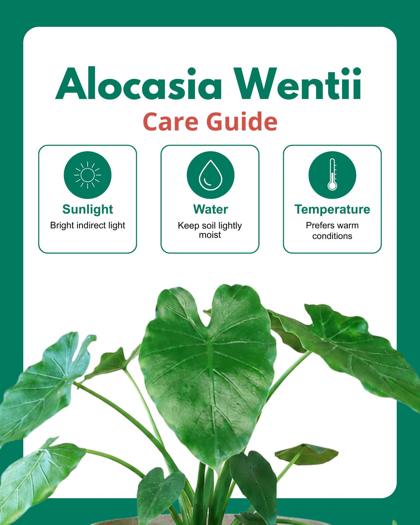 Alocasia Wentii Plant (Alocasia wentii)