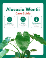 Alocasia Wentii Plant (Alocasia wentii)