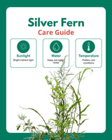 Silver Fern