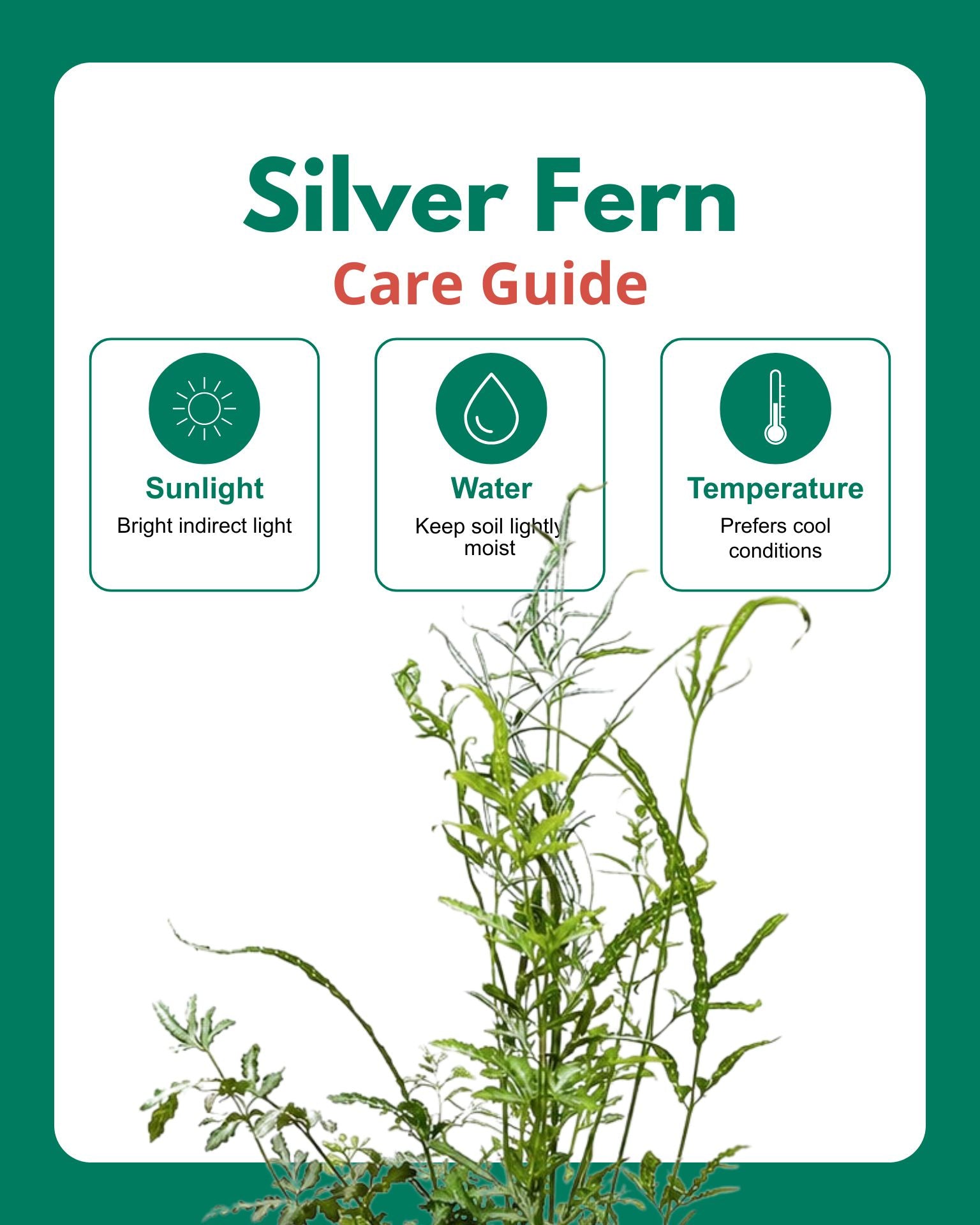 Silver Fern