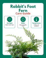 Rabbit's Foot Fern