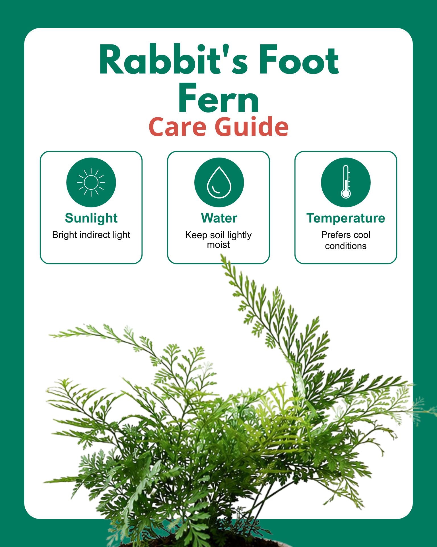 Rabbit's Foot Fern