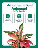 Aglaonema Red Anjamani Plant