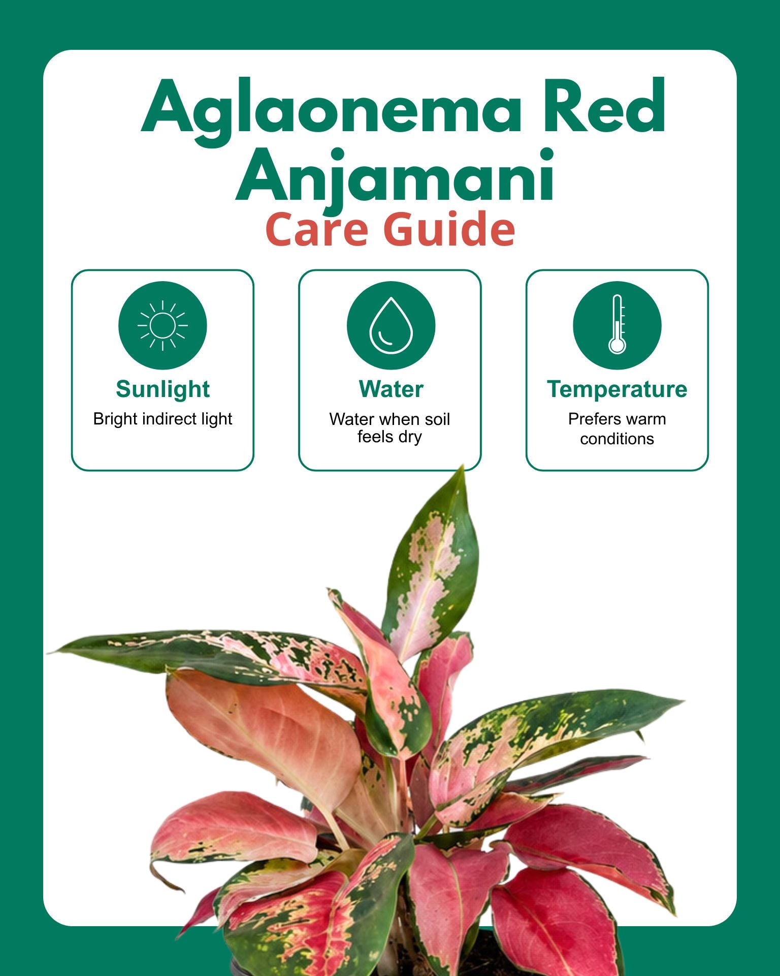 Aglaonema Red Anjamani Plant