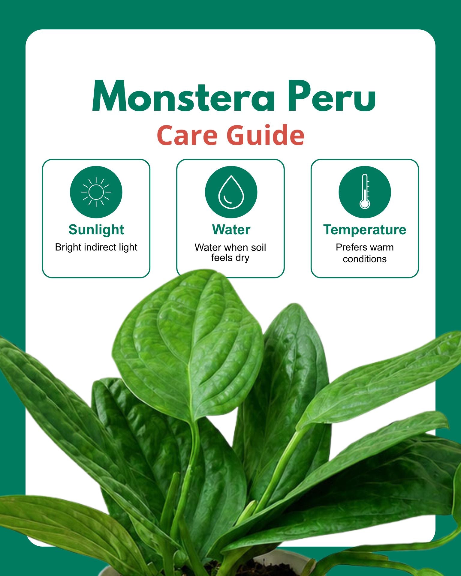 Monstera Peru Plant