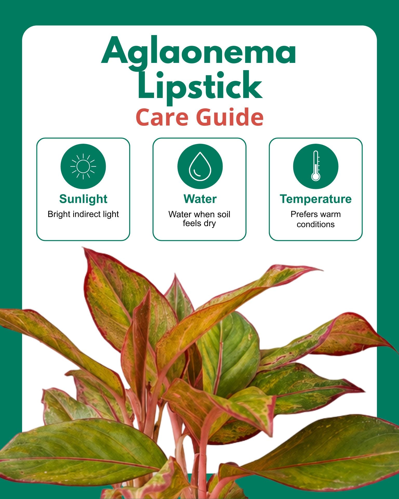 Aglaonema Lipstick Plant