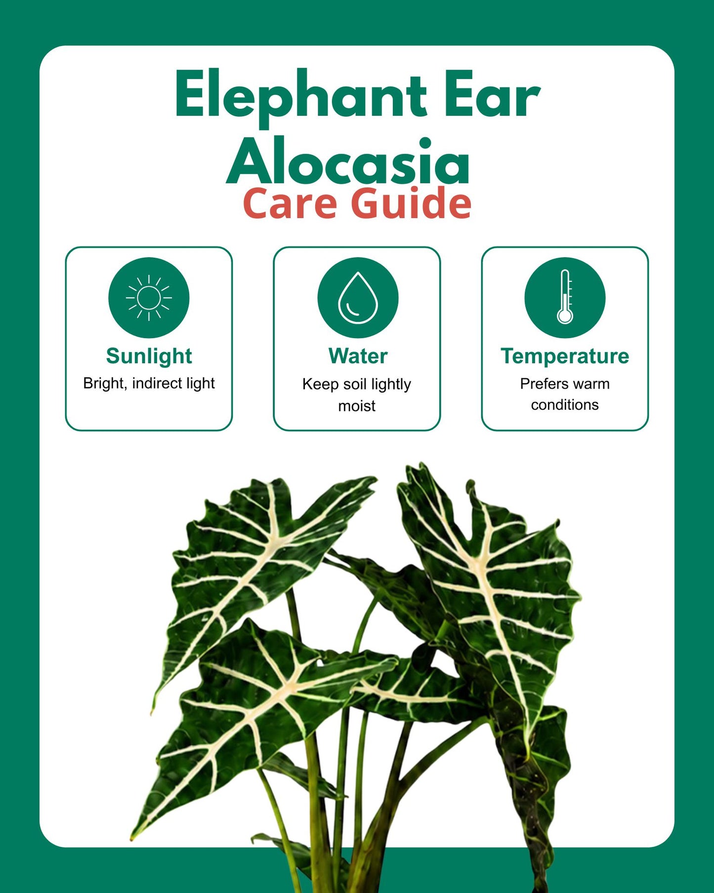 Elephant Ear Alocasia Plant