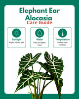 Elephant Ear Alocasia Plant