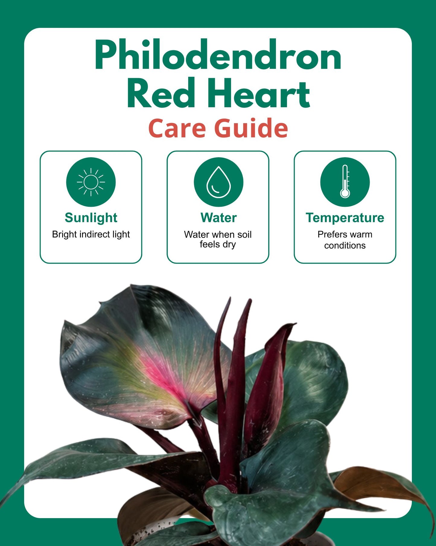 Philodendron Red Heart