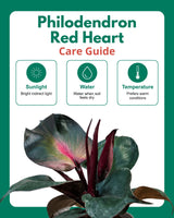 Philodendron Red Heart