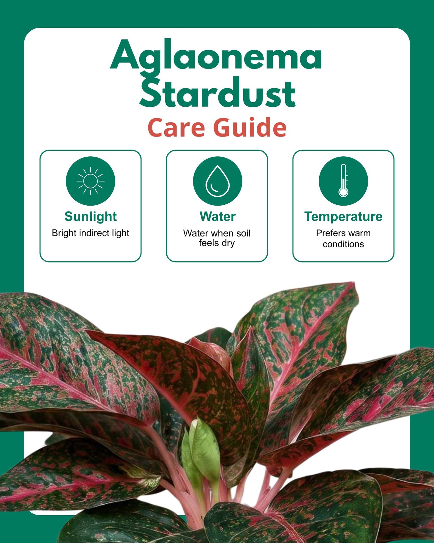 Aglaonema Stardust