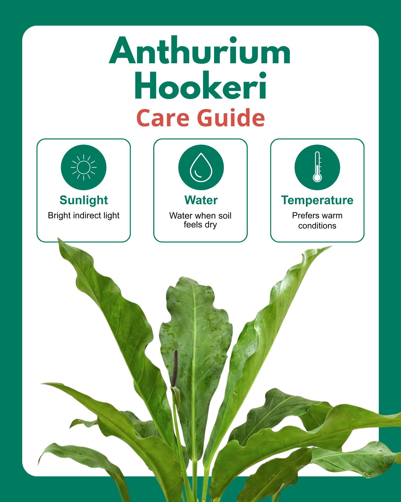 Anthurium Hookeri Plant