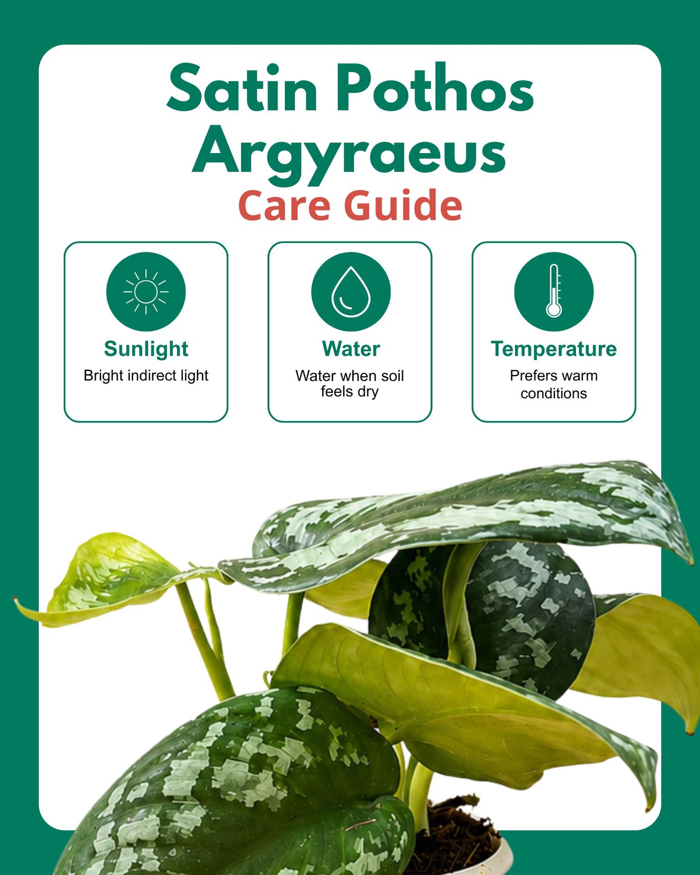 Satin Pothos Argyraeus